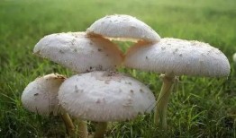 17c吃瓜-免费吃瓜蘑菇,免费畅享蘑菇盛宴，开启你的美食之旅