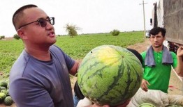 免费吃瓜天天,天天畅享娱乐盛宴