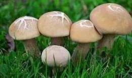 17c吃瓜-免费吃瓜蘑菇,免费畅享蘑菇盛宴，开启你的美食之旅