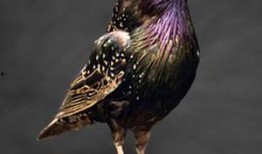 八哥在微博爆料了吗视频,揭秘娱乐圈幕后真相！”