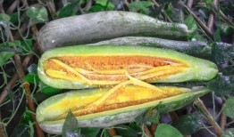 网红小鱼棠吃瓜视频大全,趣味横生的娱乐圈幕后故事