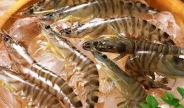 臭鱼烂虾爆料视频播放下载,独家播放下载，揭秘幕后真相