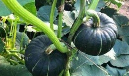 网红小鱼棠吃瓜视频大全,趣味横生的娱乐圈幕后故事