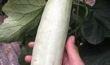 吃自己瓜的网红,网红吃瓜背后的网络现象解析