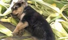 知名狗崽爆料视频大全集,揭秘娱乐圈幕后真相