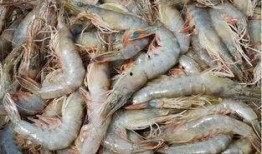 臭鱼烂虾爆料视频播放下载,独家播放下载，揭秘幕后真相