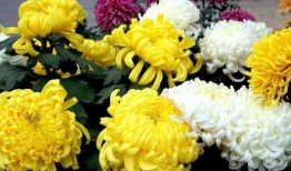 氧化菊最新爆料视频,揭秘神秘事件背后真相